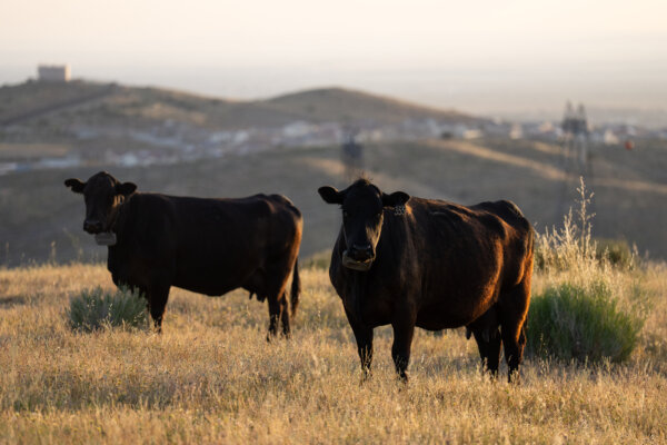 Trump to Allow Farmers, Ranchers to Process Food; Judge Blocks Rule Tightening Mail-In Voting