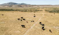 Subsidies Warp Technology Markets and Rob Society of Better Solutions