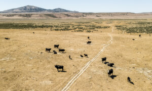 Subsidies Warp Technology Markets and Rob Society of Better Solutions