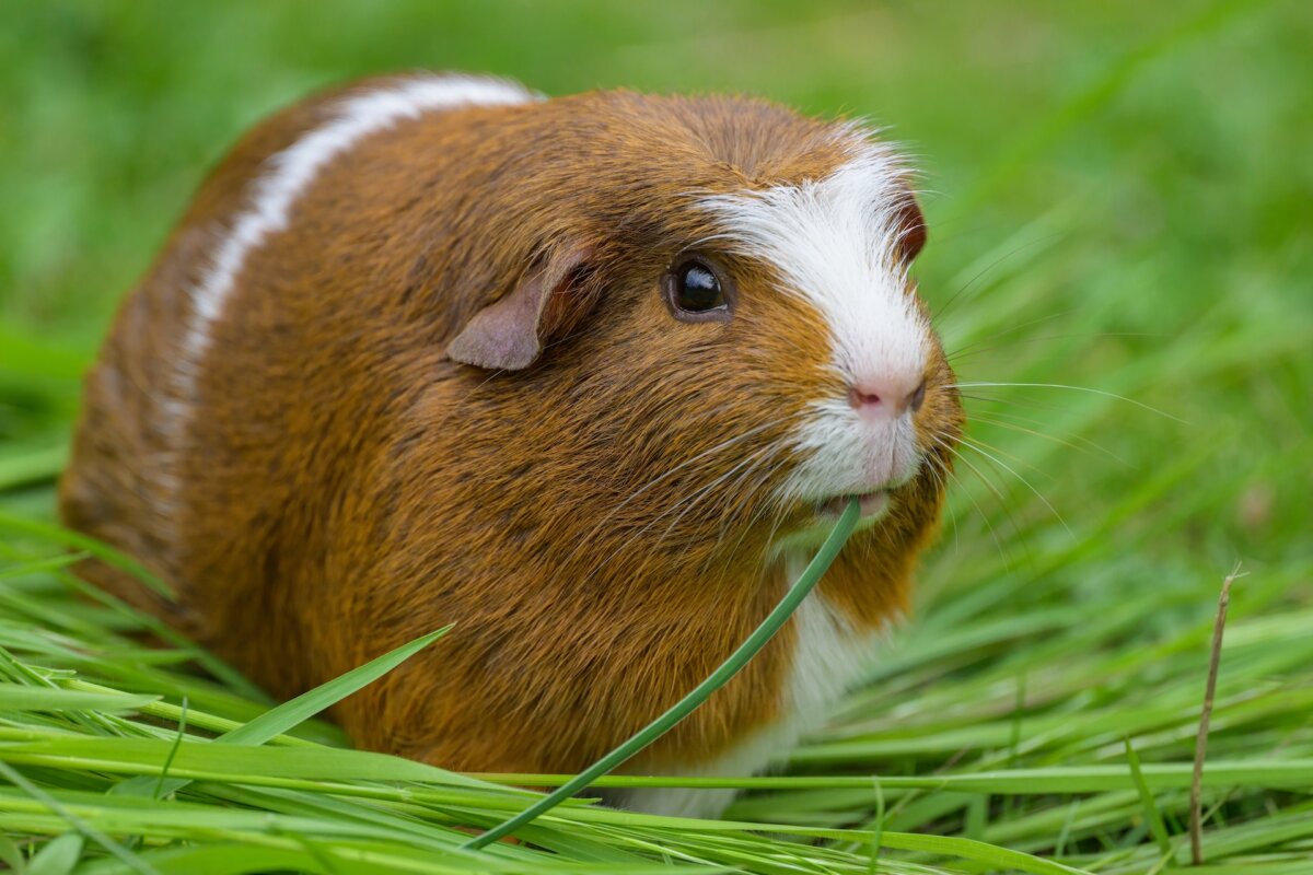 Guinea pig pellets contain vitamin C, but even under ideal conditions, it lasts only six to 12 weeks after the pellets are made. So, buy small amounts of fresh pellets, and limit intake to prevent obesity. (Stefan Rotter/Shutterstock)