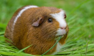 Guinea Pigs Need Vitamin C in Diet