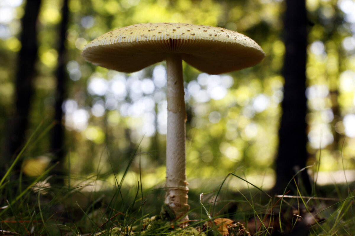 FILE - In this Sept. 16, 2011, file photo, a mushroom grows at Winslow Park in Freeport, Maine. Maine. (AP Photo/Robert F. Bukaty, File)