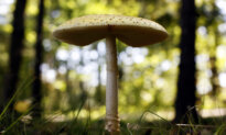 US Slaps Duties on Fresh Canadian Mushrooms Over Subsidy Claims