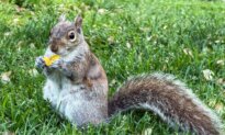 Wild Squirrels Roam Boston Common
