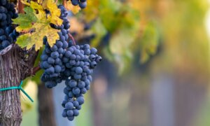 Cabernet Franc
