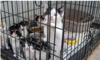 57 Kittens, 8 Cats Saved; Man Arrested in Suspected Animal Cruelty Investigation: Police