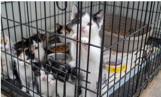 57 Kittens, 8 Cats Saved; Man Arrested in Suspected Animal Cruelty Investigation: Police