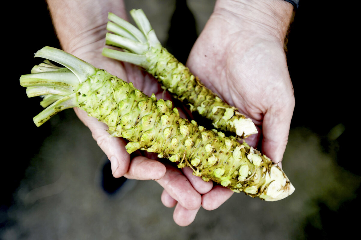 Half Moon Bay Wasabi co-owner Jim Murphy holds wasabi roots on March 27, 2026, in Half Moon Bay. (Dai Sugano/Bay Area News Group/TNS)