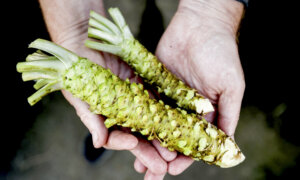 Sustainable Sushi: Farm Grows Rare Wasabi Plants