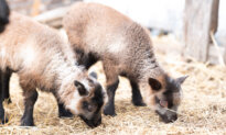 Notes From Owl Hill Farm: Our 1st Lambs Arrive on the Homestead
