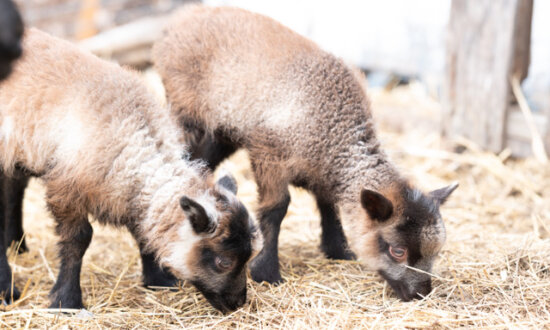 Notes From Owl Hill Farm: Our 1st Lambs Arrive on the Homestead