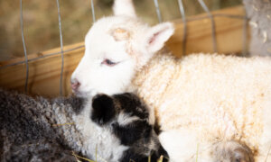 Notes From Owl Hill: A Watched Sheep Never Pops