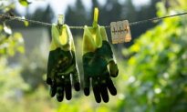 Get a Jump on Summer: Garden Tasks for May