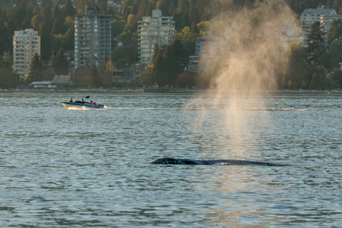 A grey whale is seen surfacing in waters off Vancouver's Stanley Park on May 4, 2026, after it was struck by a Sea-Doo. (The Canadian Press/Handout — Andy Zofka and Anne Zofka)