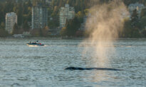Ottawa Proposes $164M in Whale Protection Funding for Waters Off BC Coast