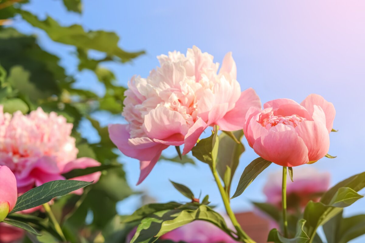 Herbaceous peonies are the common ones that everyone knows. Flowers are red or white and every shade of pink in between. (New Africa/Shutterstock)