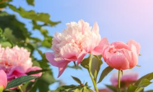 New Peonies Grandma Would Love