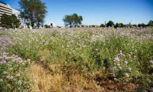 Don’t Call It Xeriscaping: New Tips and Terms Have Evolved for Low-Water Yards