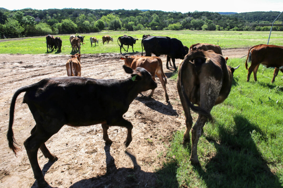 Mexico Suspends Certain Live Animal Imports From US Over Flesh-Eating Screwworm Concerns