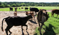 Mexico Suspends Certain Live Animal Imports From US Over Flesh-Eating Screwworm Concerns