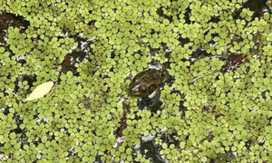 Gatorland’s Swamp Walk: What to See, Where to Catch Old Florida Vibes