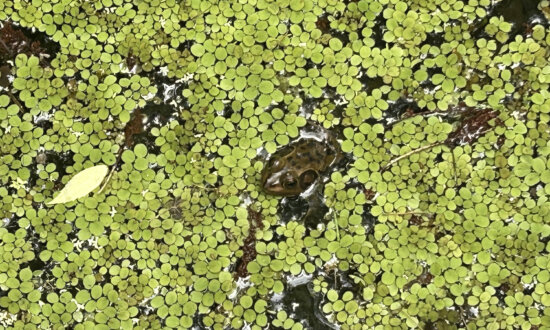 Gatorland’s Swamp Walk: What to See, Where to Catch Old Florida Vibes