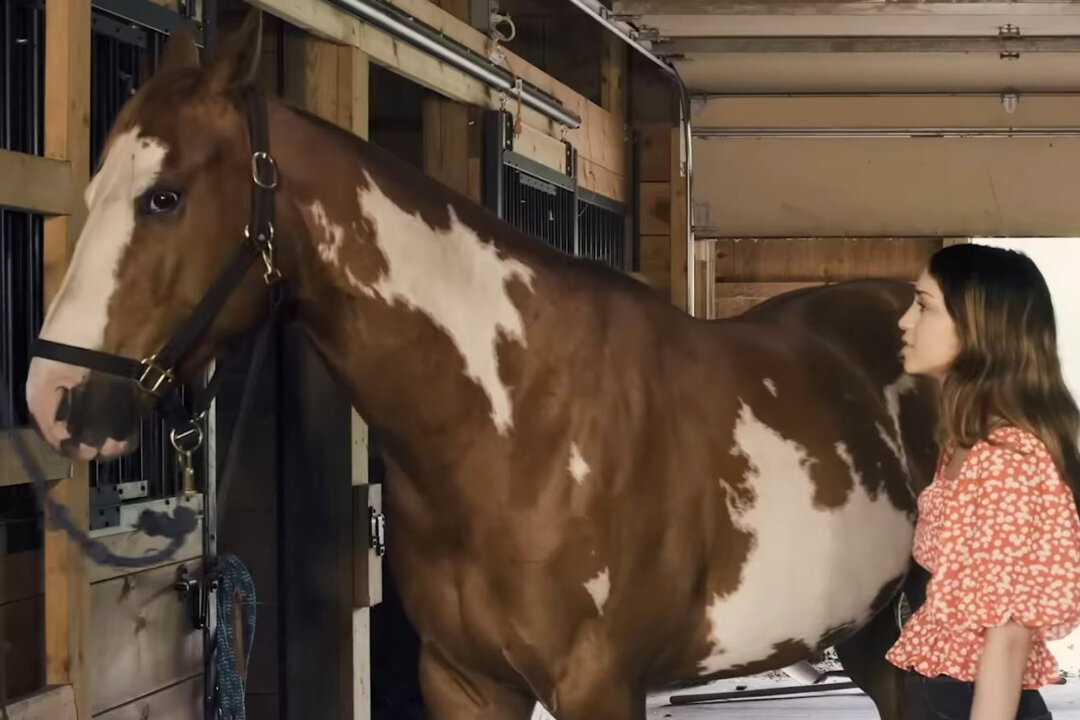 ‘Joy of Horses’: Grief, Love, and Recovery in Horse Country