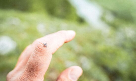 Tick Tactics: Effective Strategies to Keep Ticks Away