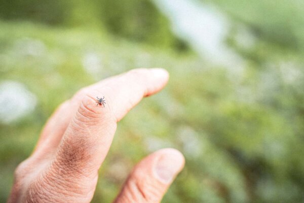Tick Tactics: Effective Strategies to Keep Ticks Away