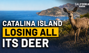 A Plan to Eliminate All of Catalina Island’s Deer Is Sparking Controversy