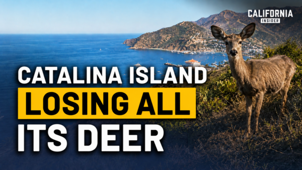 A Plan to Eliminate All of Catalina Island’s Deer Is Sparking Controversy