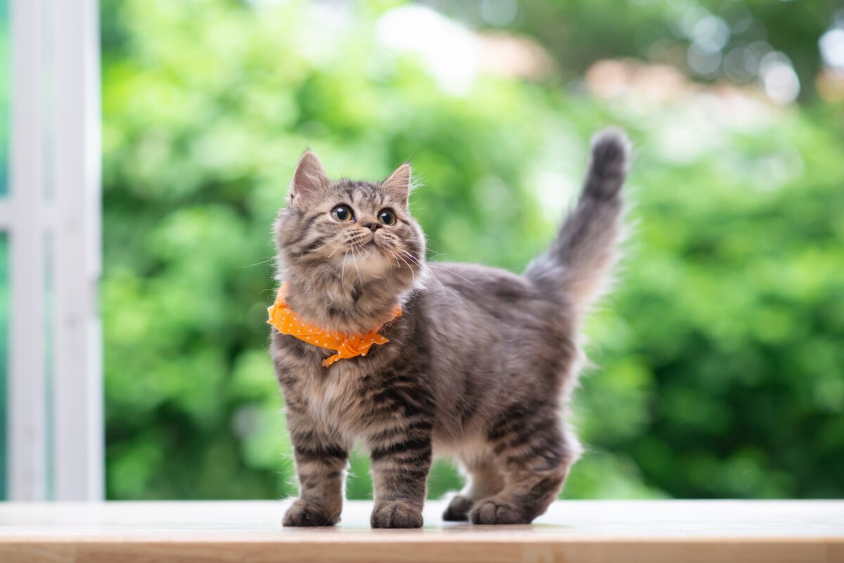 Kittens, like humans, have developmental milestones. (ANURAK PONGPATIMET/Shutterstock)