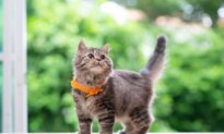 2-Pound Kittens Ready For Vaccinations