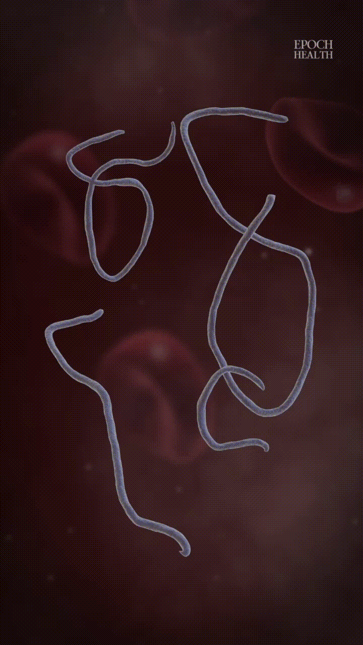 The Main Facts About the Ebola Virus