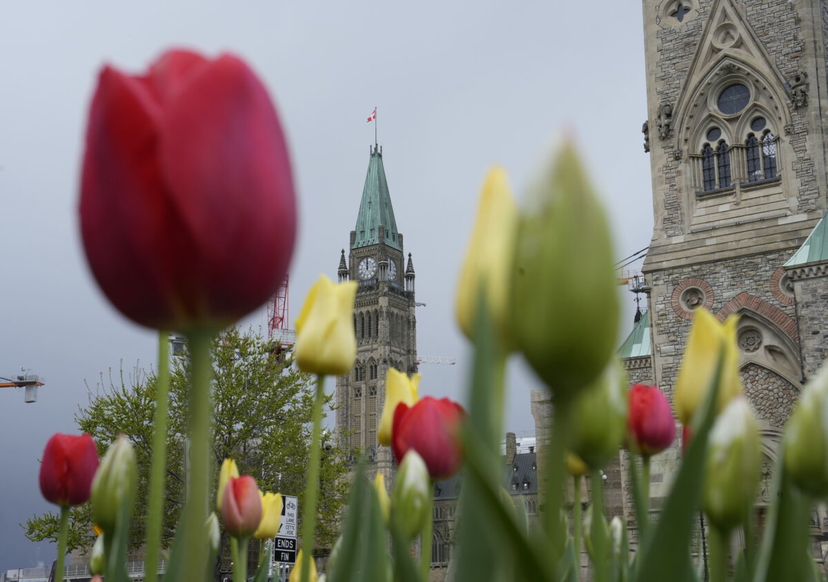 The Peace Tower is framed between tulips on Parliament Hill, in Ottawa, on May 11, 2026. (The Canadian Press/Adrian Wyld)