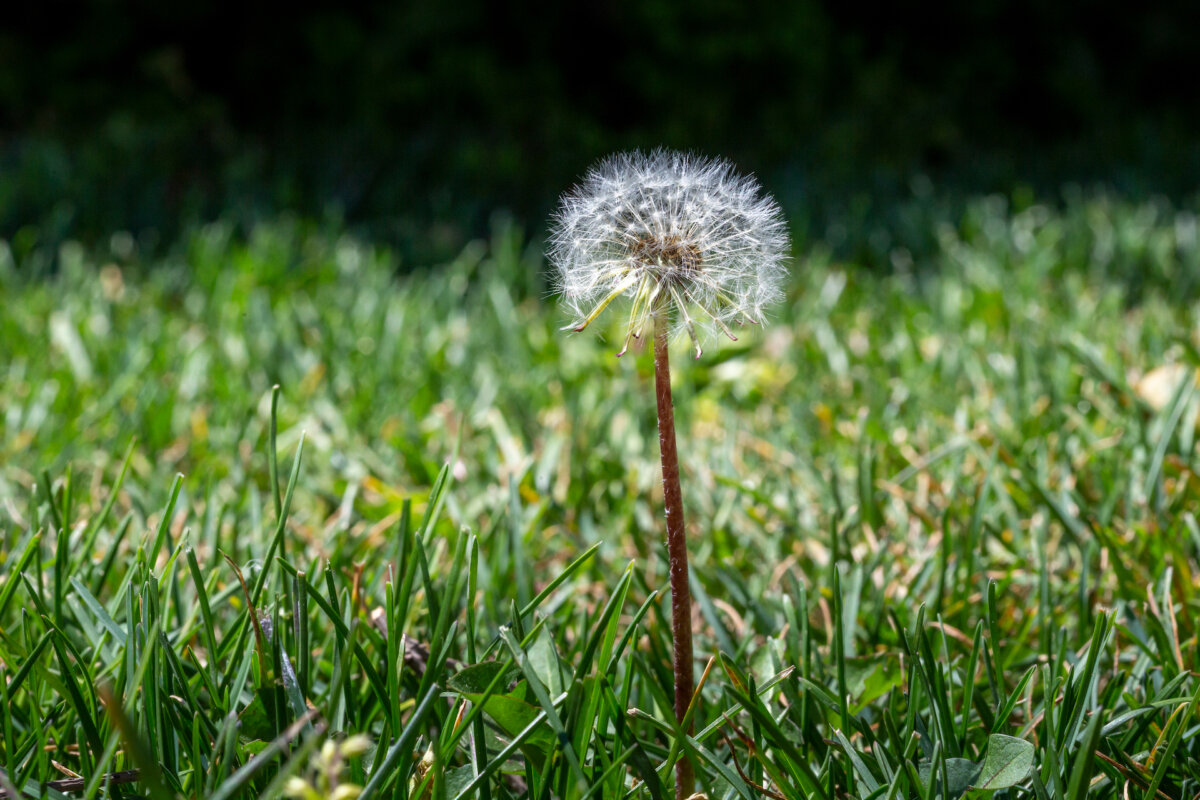 There are people looking at dandelions to create a substitute organic rubber. Maybe someday you will be planting the neighboring farm fields with dandelions. (Bermek/Shutterstock)