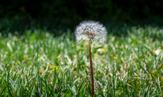 Can You Kill Dandelions Without Herbicides?