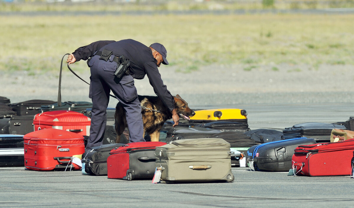 A sniffer dog checks luggage before it is loaded onto the Royal Plane at Yellowknife Airport in Yellowknife, Northwest Territories, in a file photo. (John Stillwell/Pool/Getty Images)