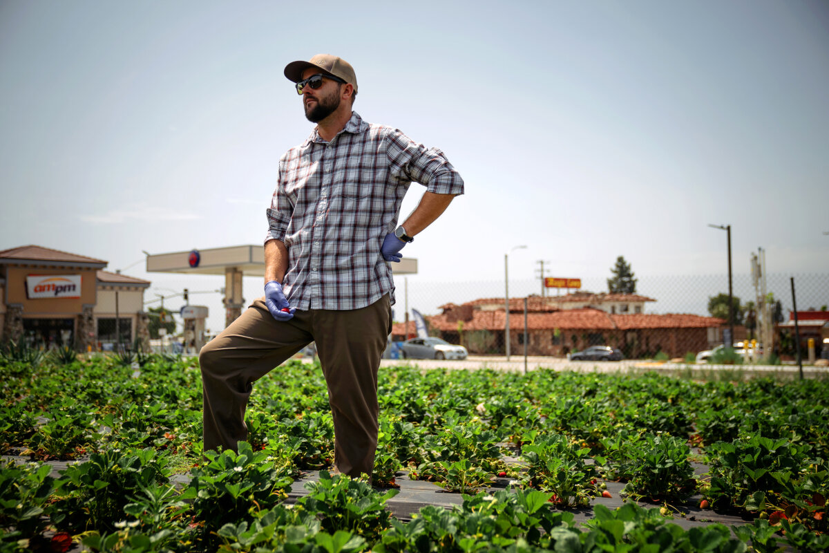 Kyle Nicolson stands among strawberry plants on his farm on Route 66 in Rancho Cucamonga, California, June 3, 2025. (E. Jason Wambsgans/Chicago Tribune/TNS)