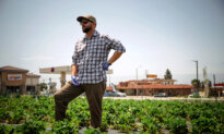 In Southern California, One Last Strawberry Harvest on Route 66