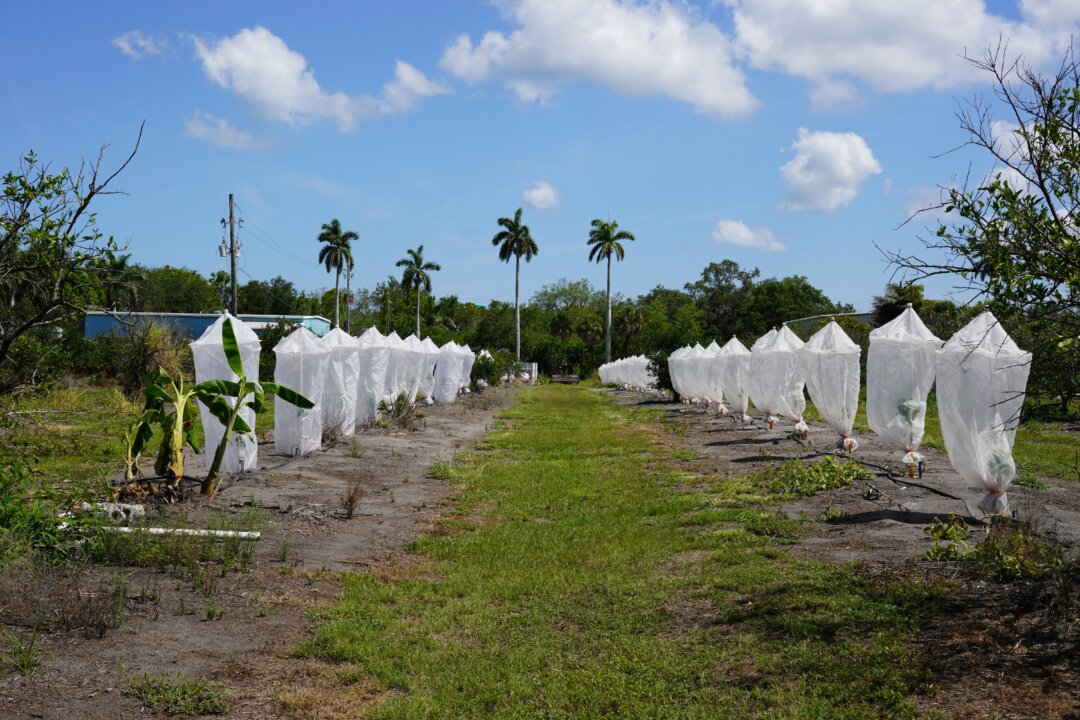 How a Tiny Insect Decimated Florida’s Citrus, and What Orchardists Are Doing About It
