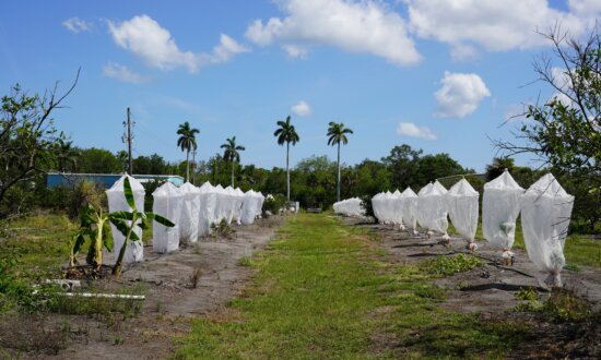 How a Tiny Insect Decimated Florida’s Citrus, and What Orchardists Are Doing About It