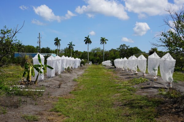  How a Tiny Insect From China Decimated Florida’s Citrus