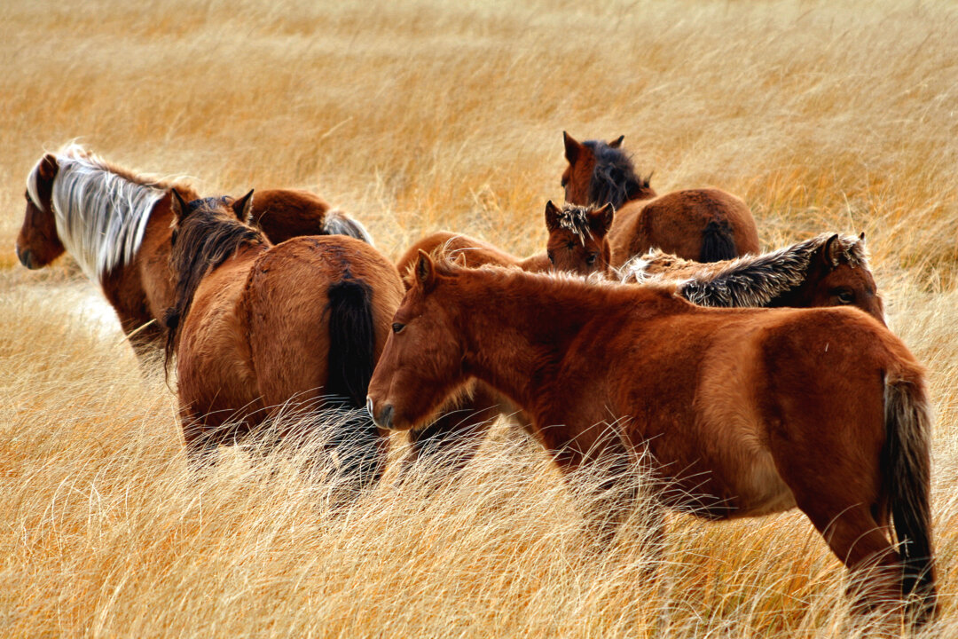 Cover image for New Book Explores the Rugged Adaptability of Sable Island, NS’s Wild Horses