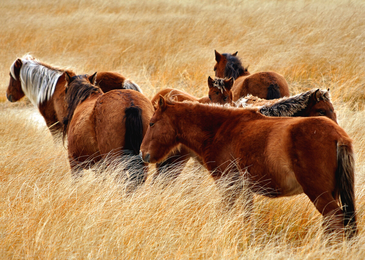 Zoologist and photographer Damian Lidgard's new book focuses on the wild horse population on Nova Scotia's isolated Sable Island as seen in this undated handout photo. (The Canadian Press/Handout-Damian Lidgard)