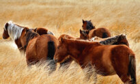New Book Explores the Rugged Adaptability of Sable Island, NS’s Wild Horses
