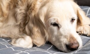 Canine Influenza Very Contagious