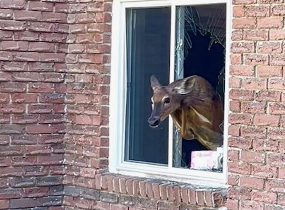 A deer smashed through the bedroom window of a first-floor apartment over the weekend in Owen Sound, Ont. (Owen Sound Police Service handout photo)
