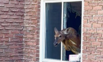Rude Awakening: Deer Breaks Into Ontario Bedroom Through Window
