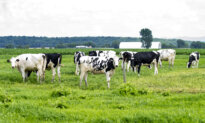 Canada’s Milk Contradiction